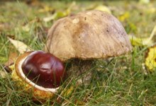 herbst